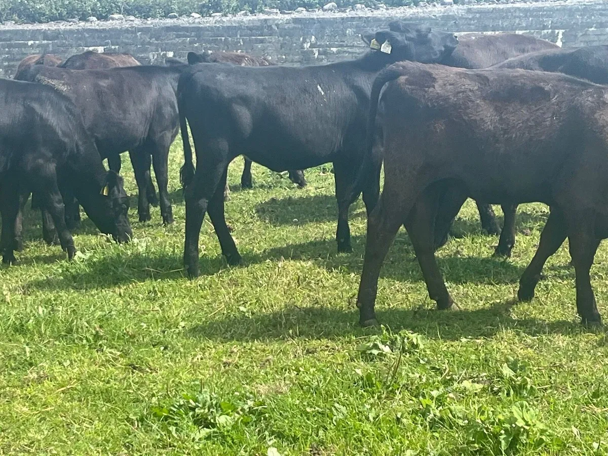 AA Heifers - Image 3
