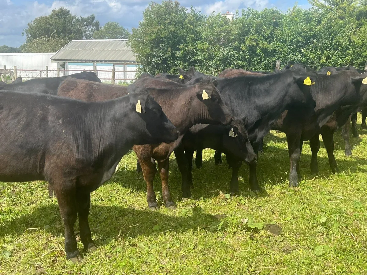 AA Heifers - Image 4