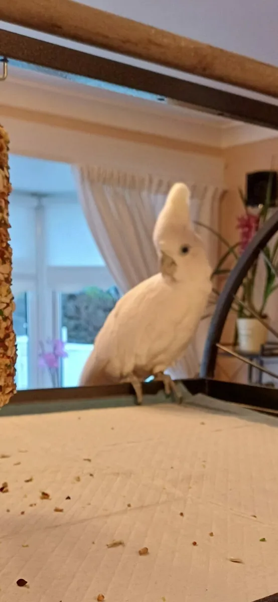 Cockatoo - Image 2
