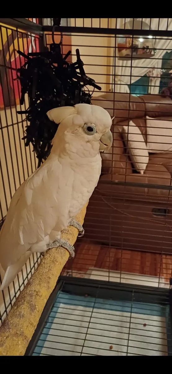 Cockatoo - Image 3