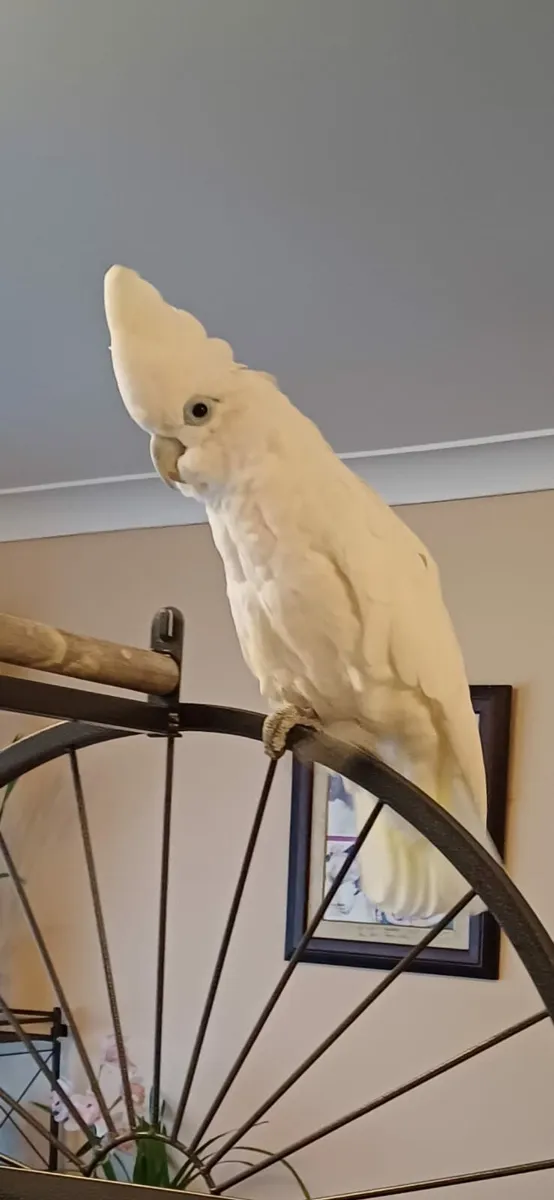 Cockatoo - Image 1