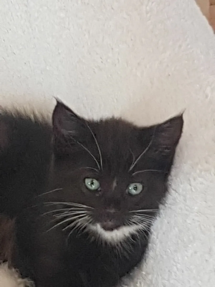 Norwegian forest cross Kittens - Image 1