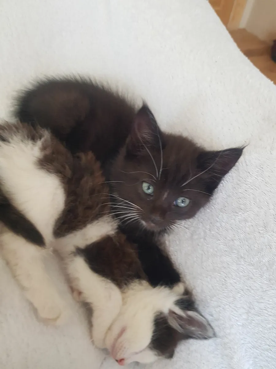 Norwegian forest cross Kittens - Image 2