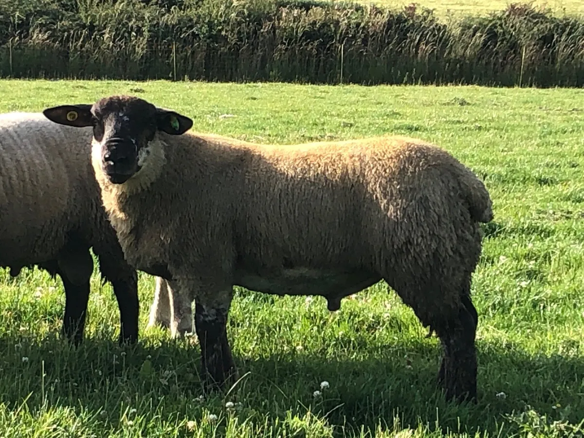 Suftex Suffolk texel rams - Image 1