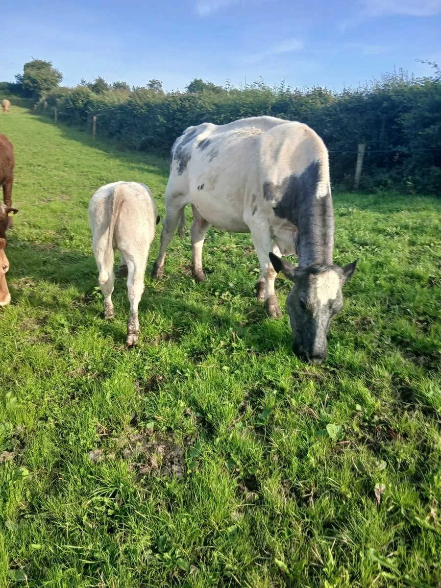 Cows and calves - Image 1