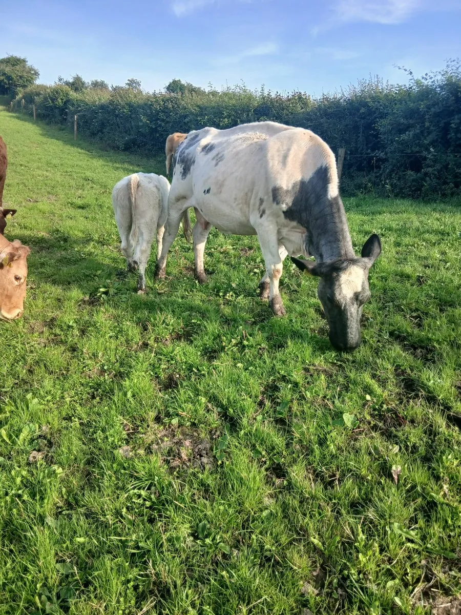 Cows and calves - Image 2