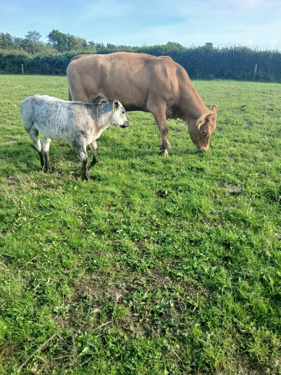 Cows and calves - Image 3