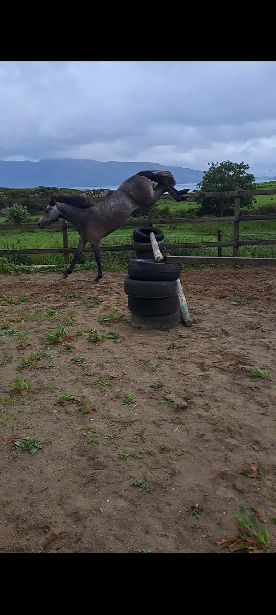☘️☘️ Connemara filly ☘️☘️ - Image 2