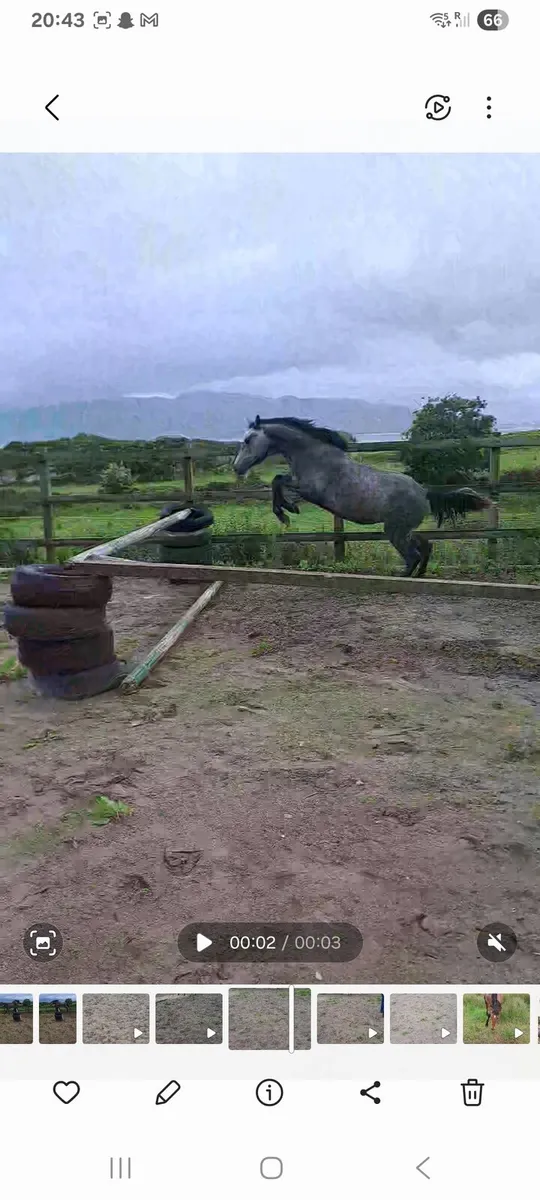 ☘️☘️ Connemara filly ☘️☘️ - Image 3