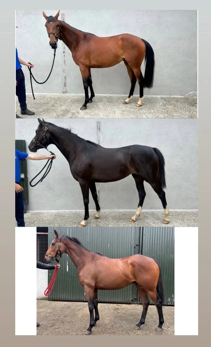 3 Three year old thoroughbreds FOR SALE - Image 1