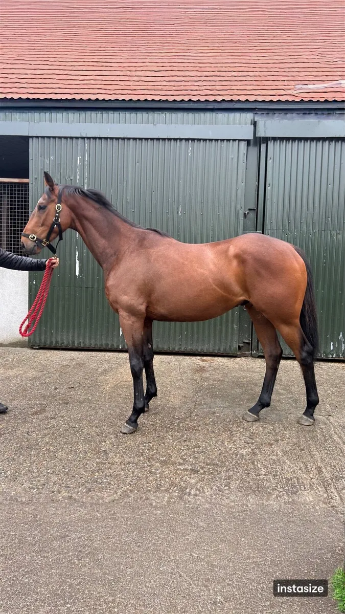 3 Three year old thoroughbreds FOR SALE - Image 2