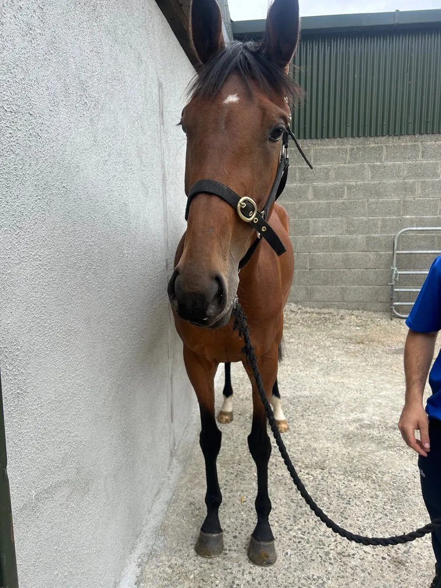 3 Three year old thoroughbreds FOR SALE - Image 3