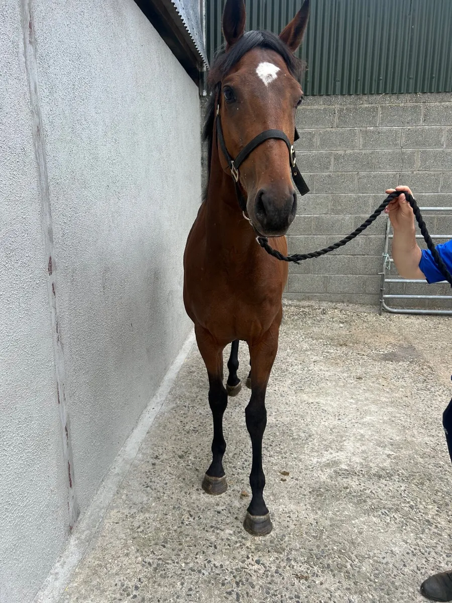 3 Three year old thoroughbreds FOR SALE - Image 4