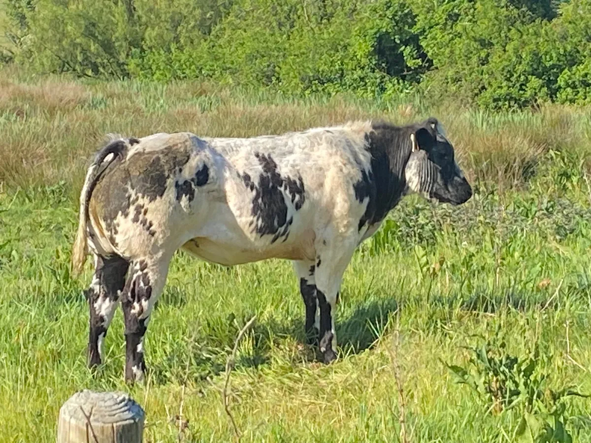 Show Heifer - Image 2