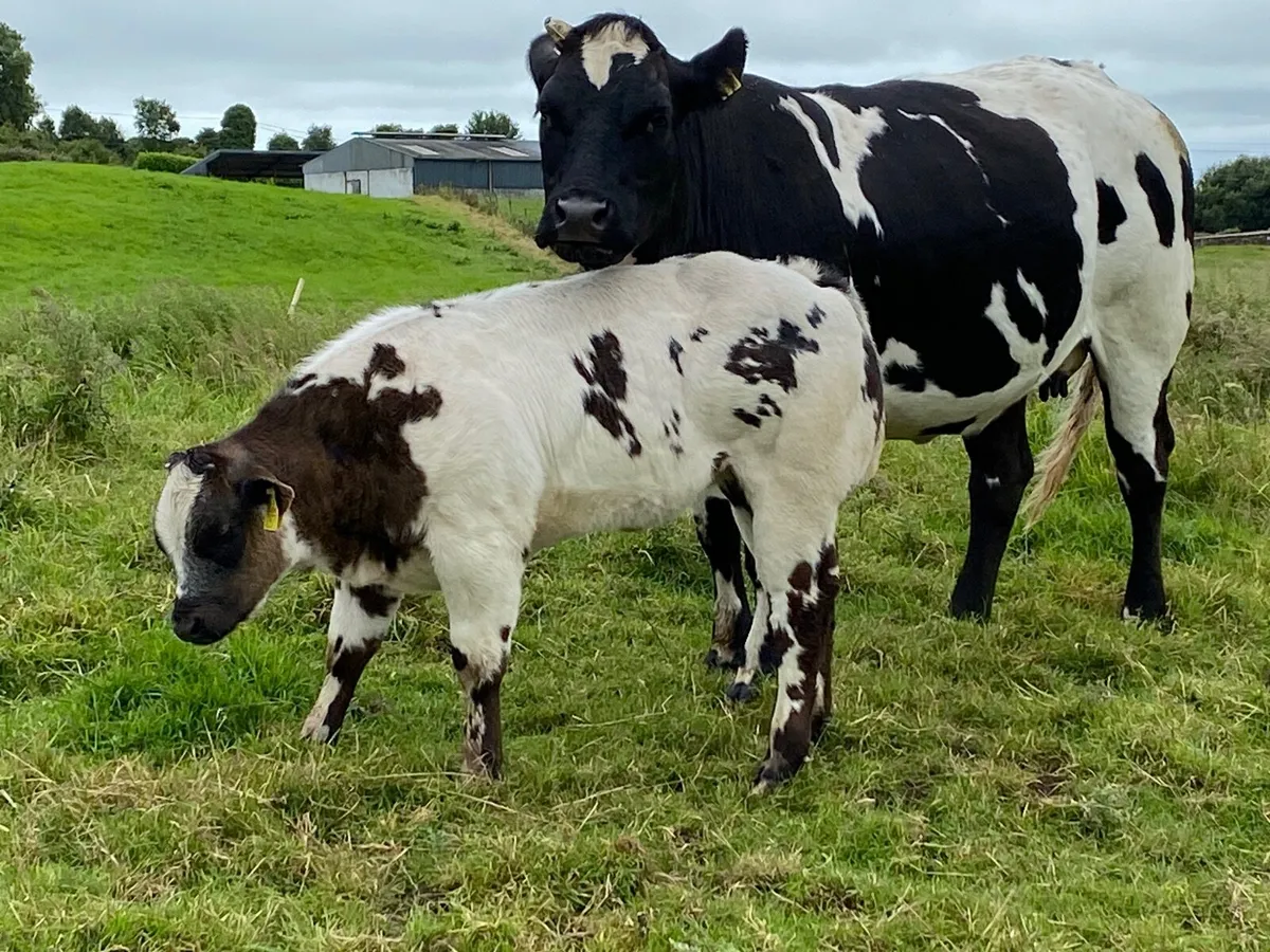 Show Heifer - Image 3