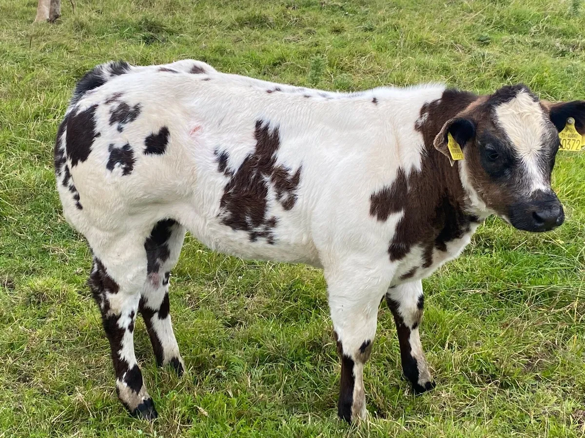 Show Heifer - Image 4