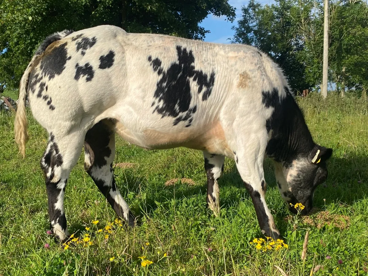 Show Heifer - Image 1