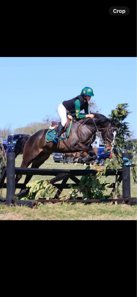 Horse - Image 1