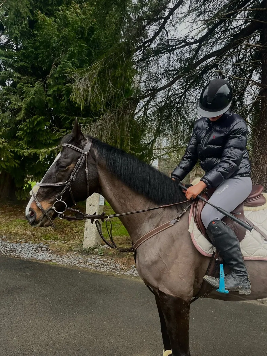 Horse - Image 2
