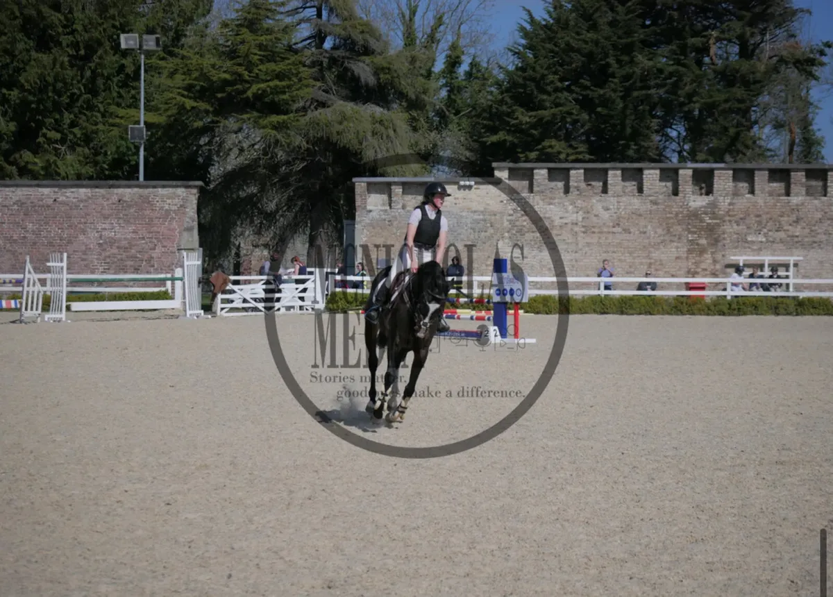 Horse - Image 4