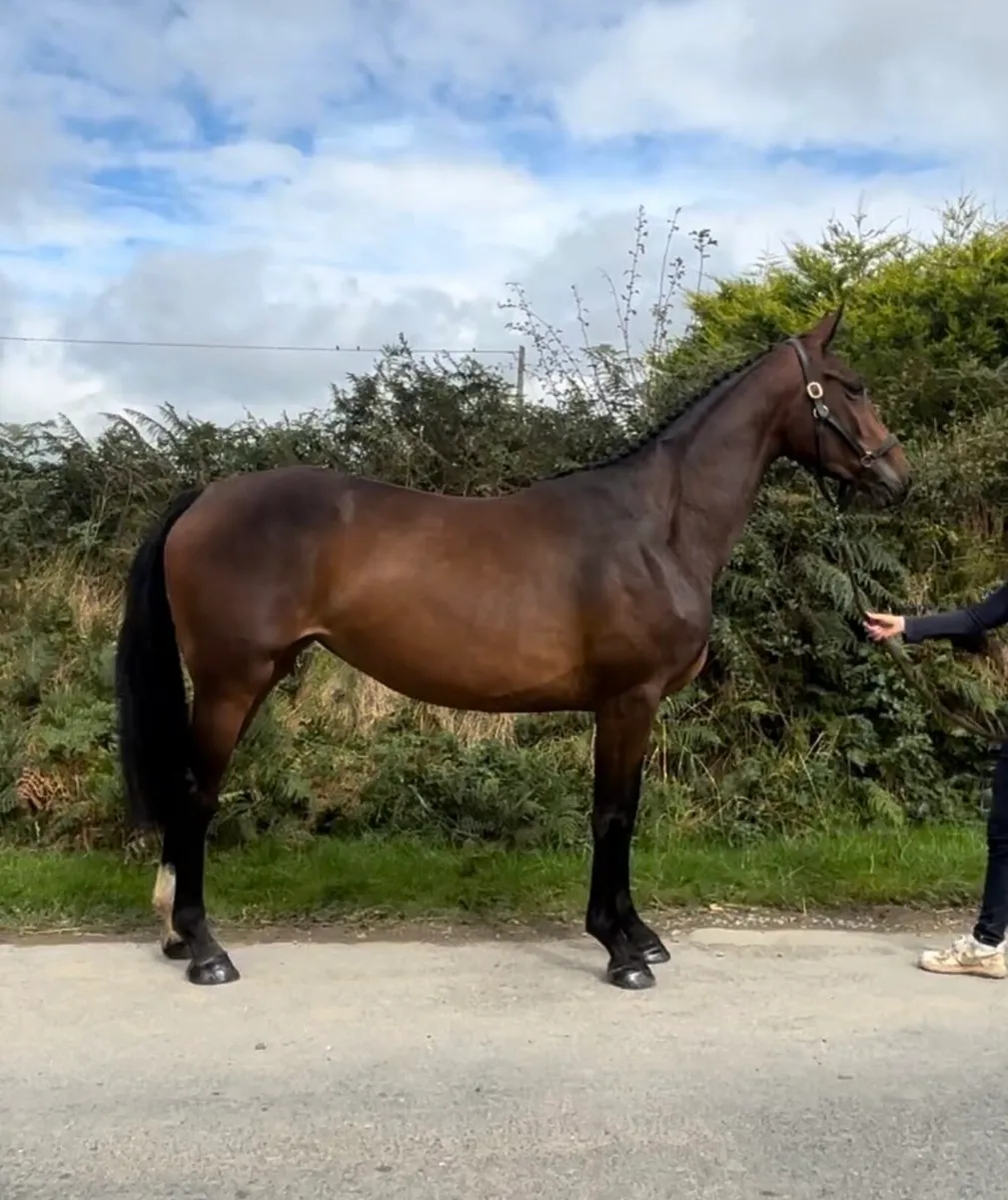 Sligo Candy Boy X Robin De La Maison - Image 3
