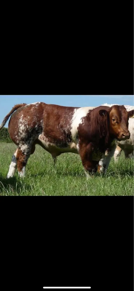 Belgian Blue Bulls - Image 1