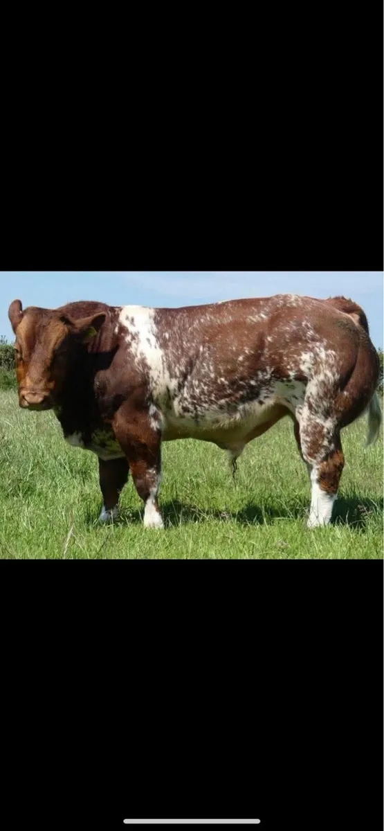 Belgian Blue Bulls - Image 2