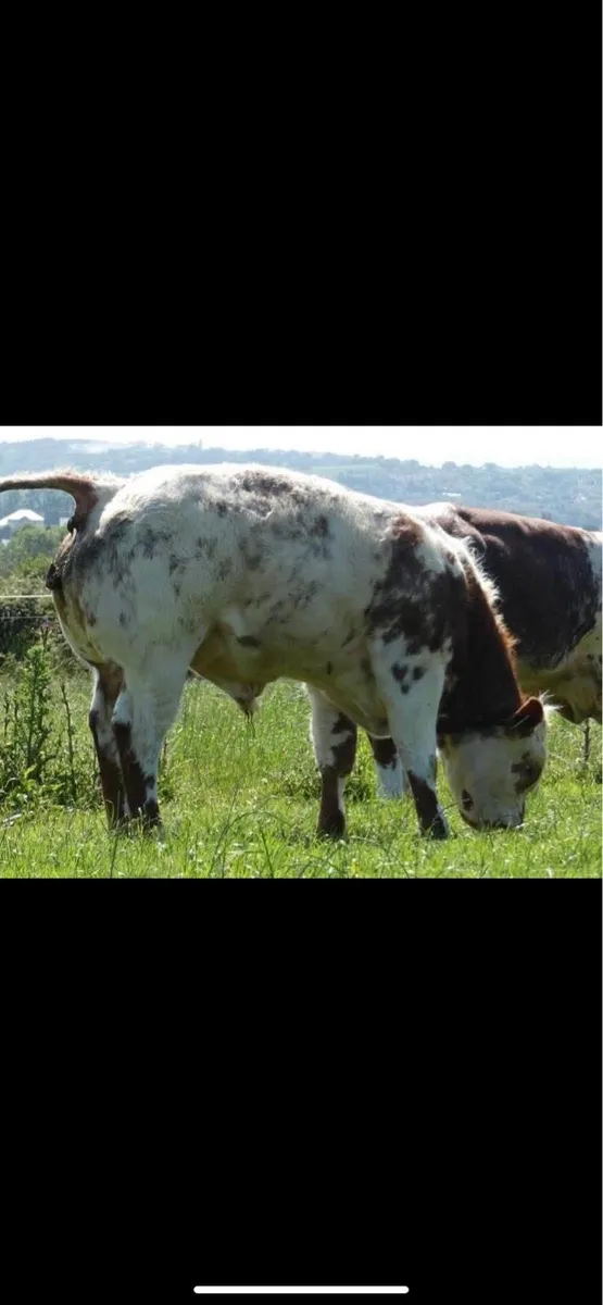 Belgian Blue Bulls - Image 3