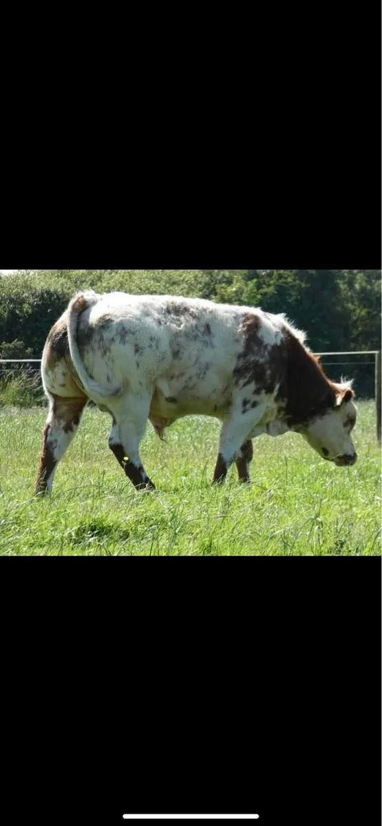 Belgian Blue Bulls - Image 4