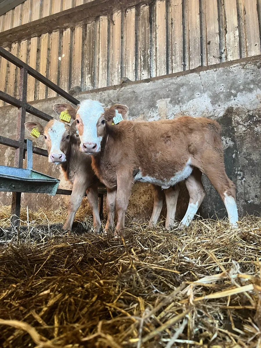 2 super gold charlaois heifer calves - Image 1
