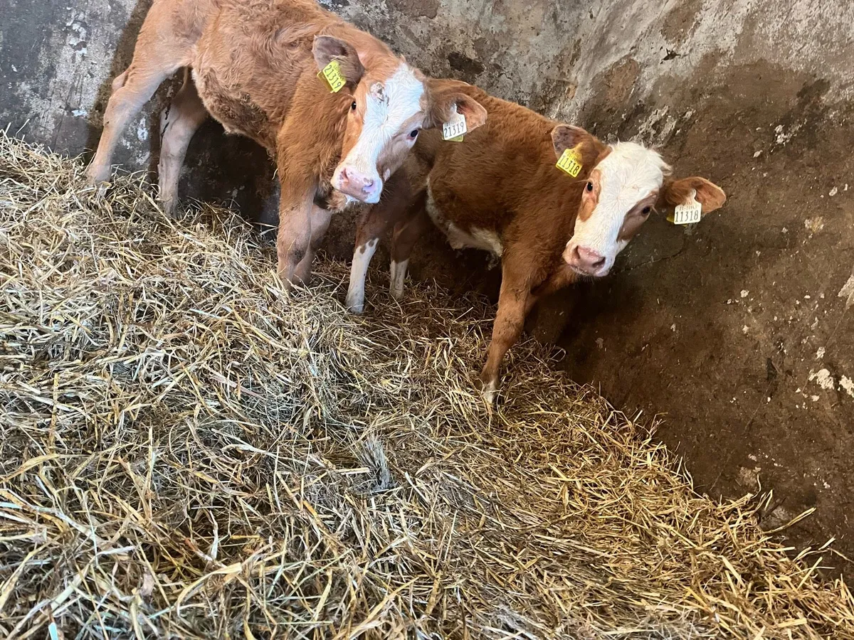 2 super gold charlaois heifer calves - Image 2