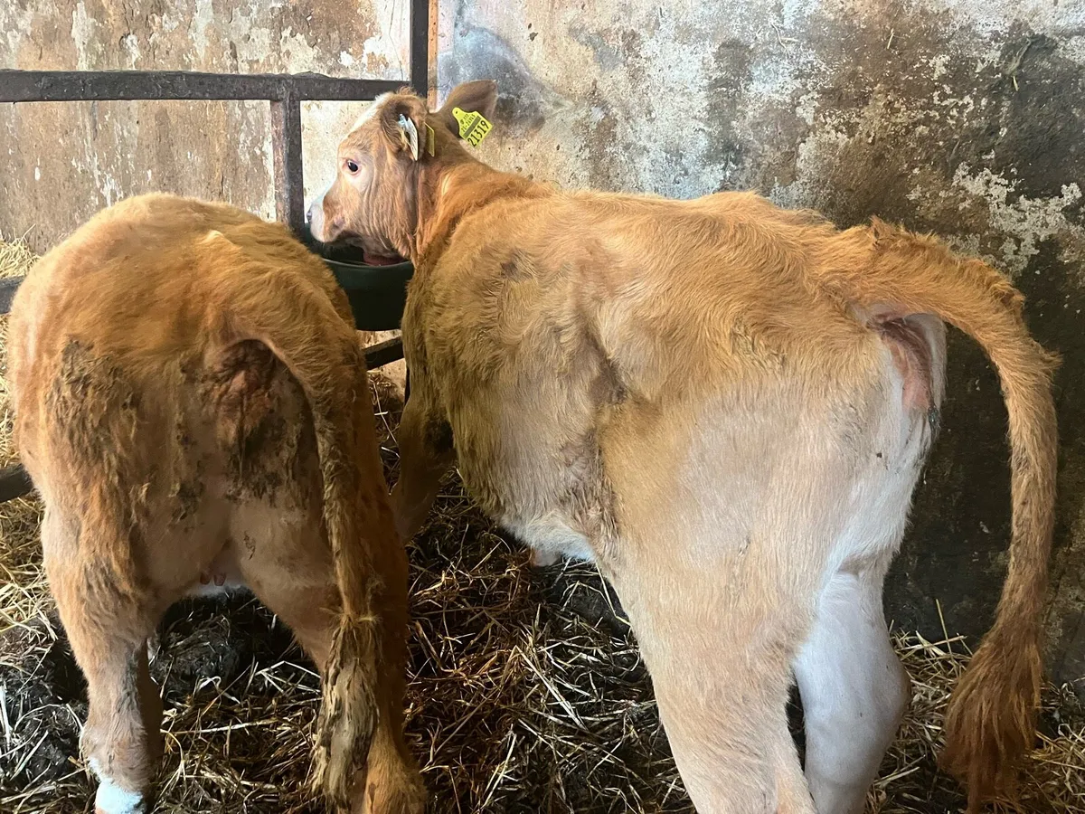 2 super gold charlaois heifer calves - Image 3