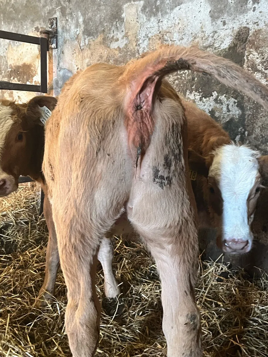 2 super gold charlaois heifer calves - Image 4