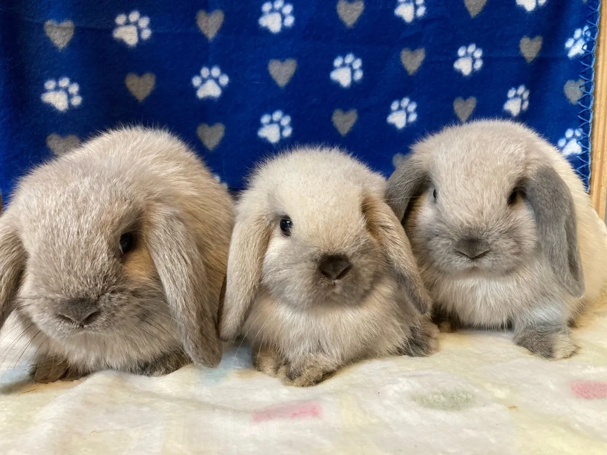 Mini Lop Bunnies - Image 1