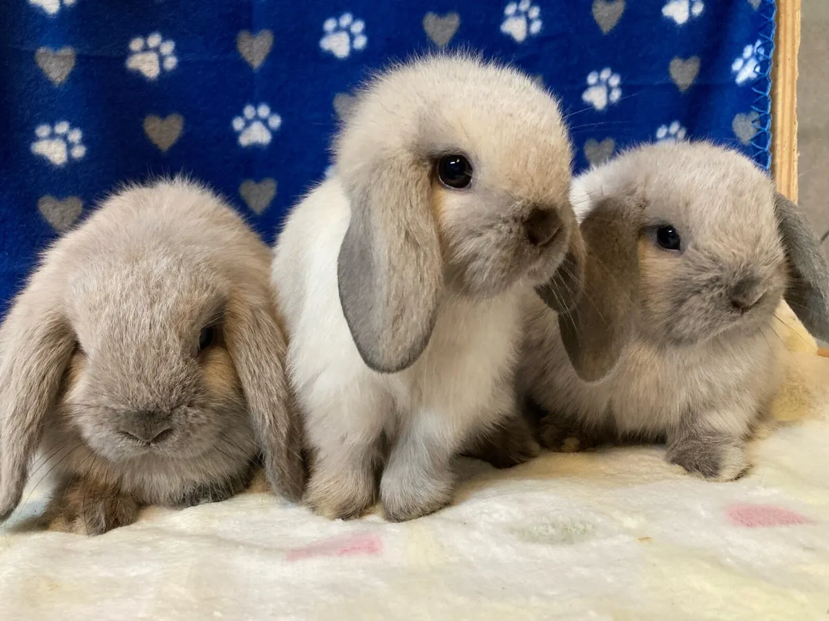 Mini Lop Bunnies - Image 2