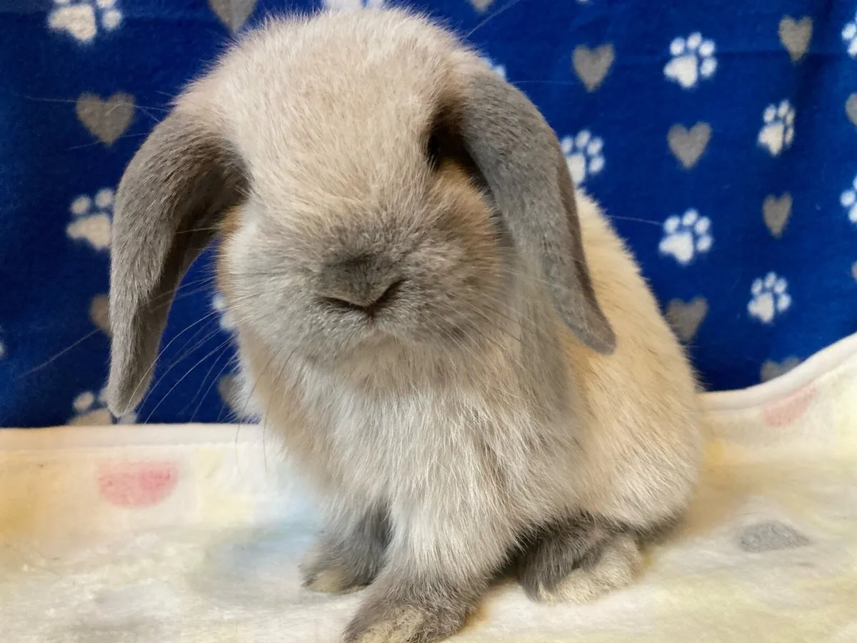 Mini Lop Bunnies - Image 3
