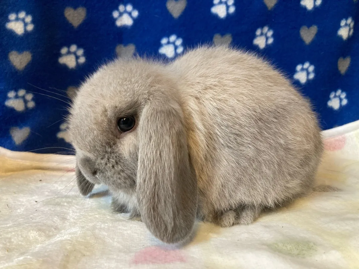 Mini Lop Bunnies - Image 4