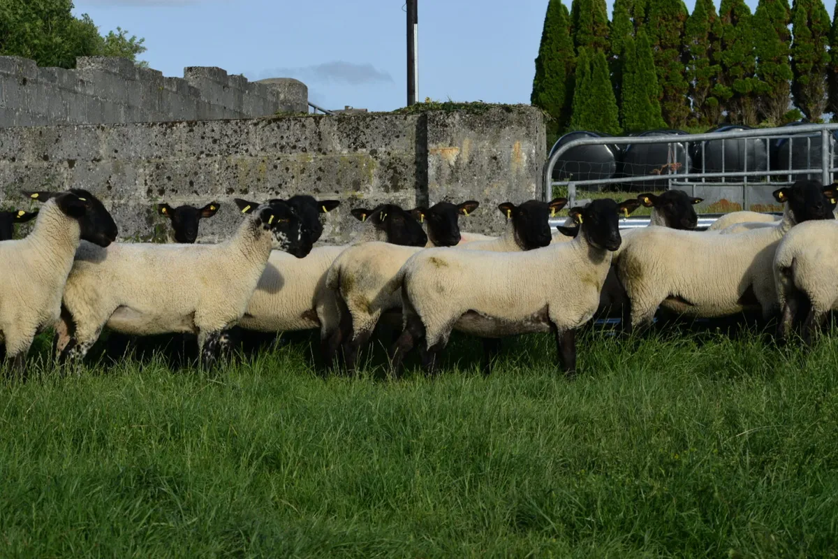 Suffolk ewe hoggets - Image 2