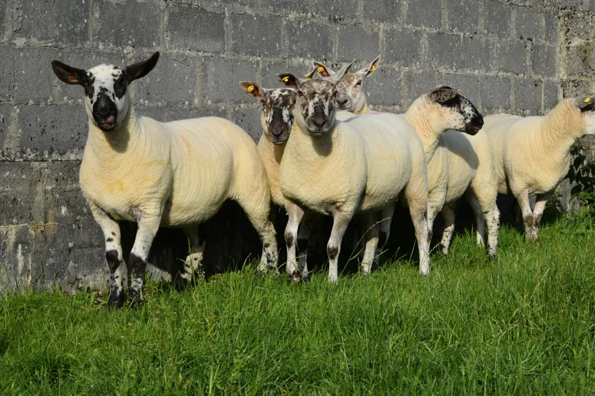 Suffolk ewe hoggets - Image 3