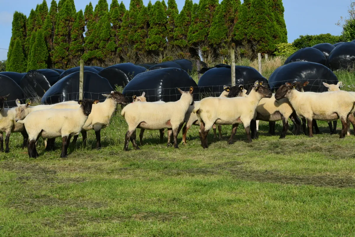 Suffolk ewe hoggets - Image 4