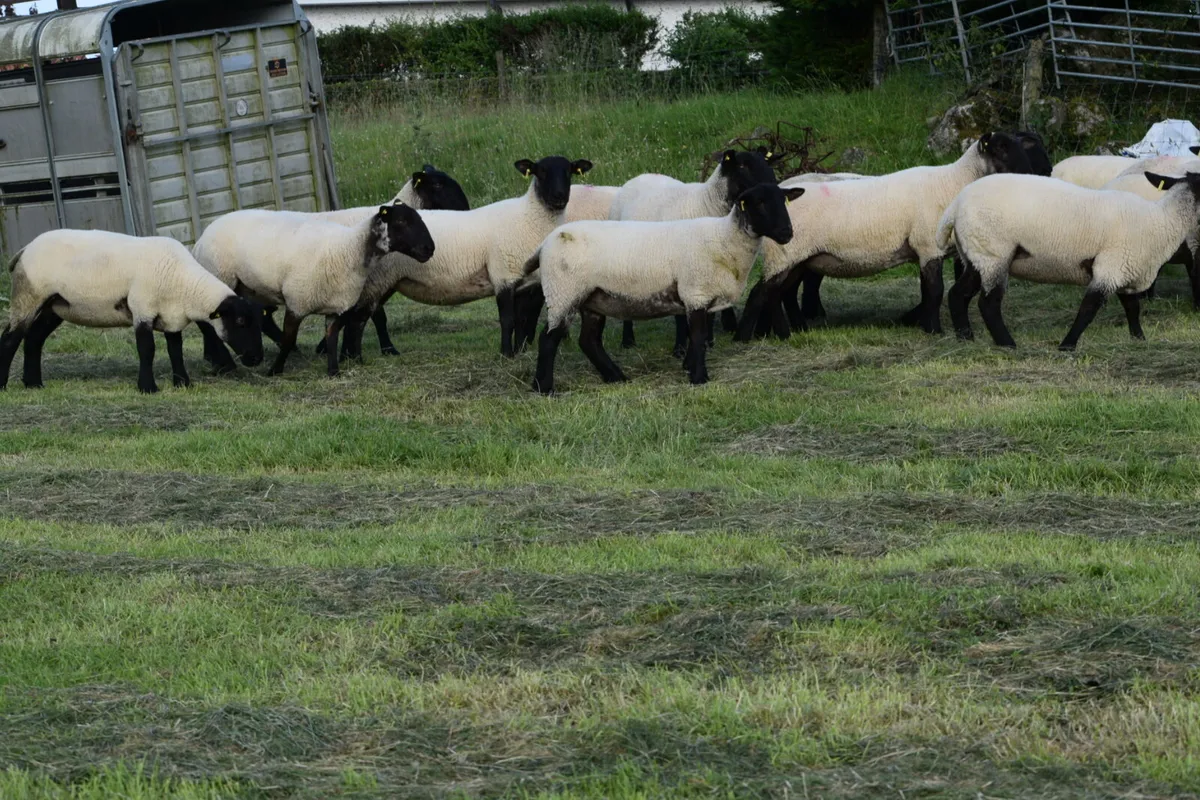 Suffolk ewe hoggets - Image 3