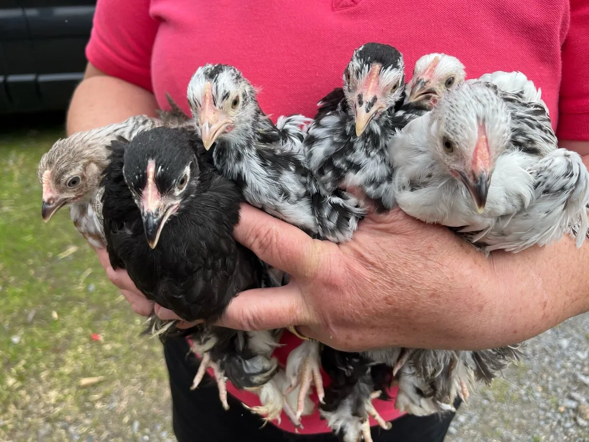 Pekin Bantams - Image 2