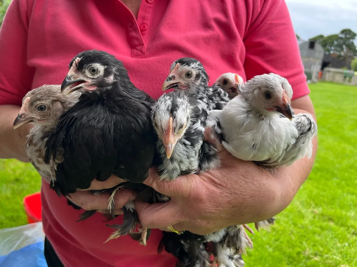 Pekin Bantams - Image 3