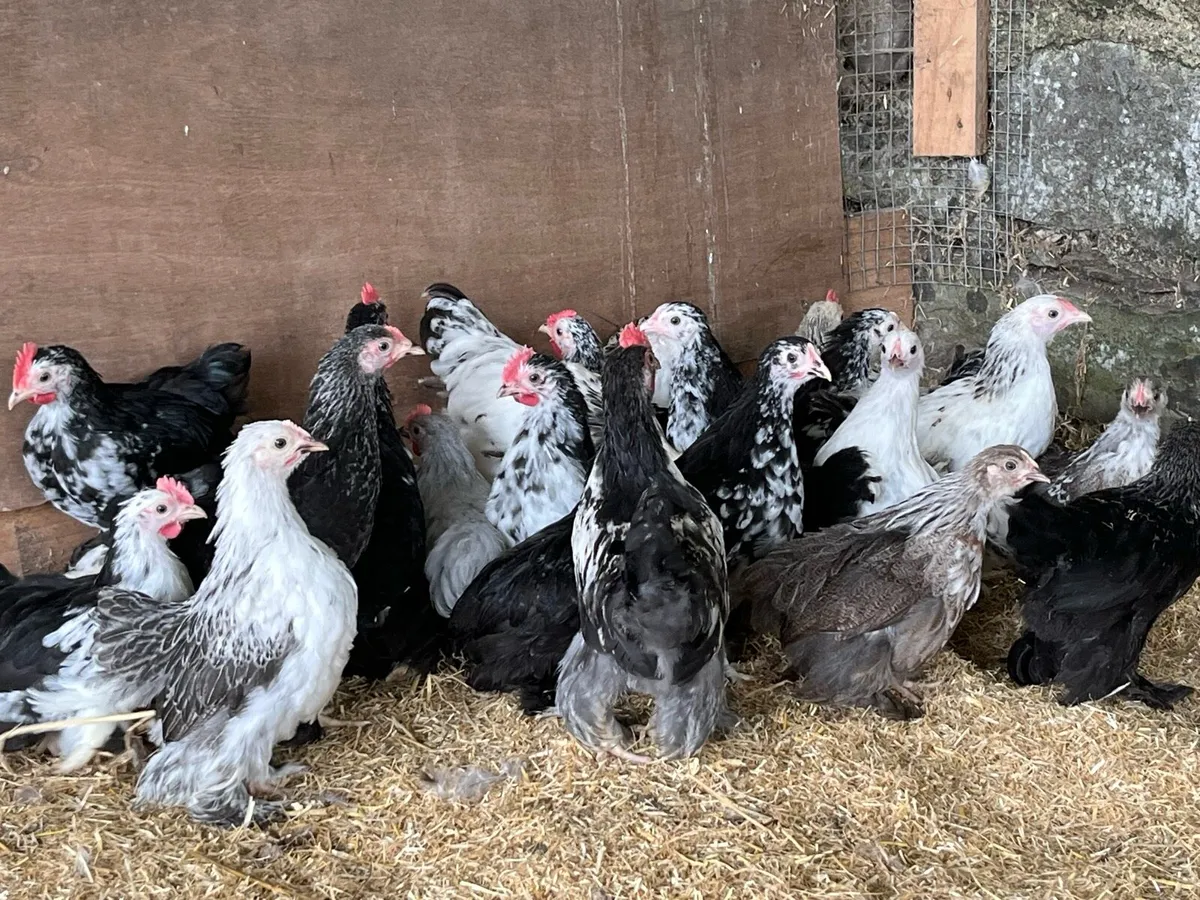 Pekin Bantams - Image 4