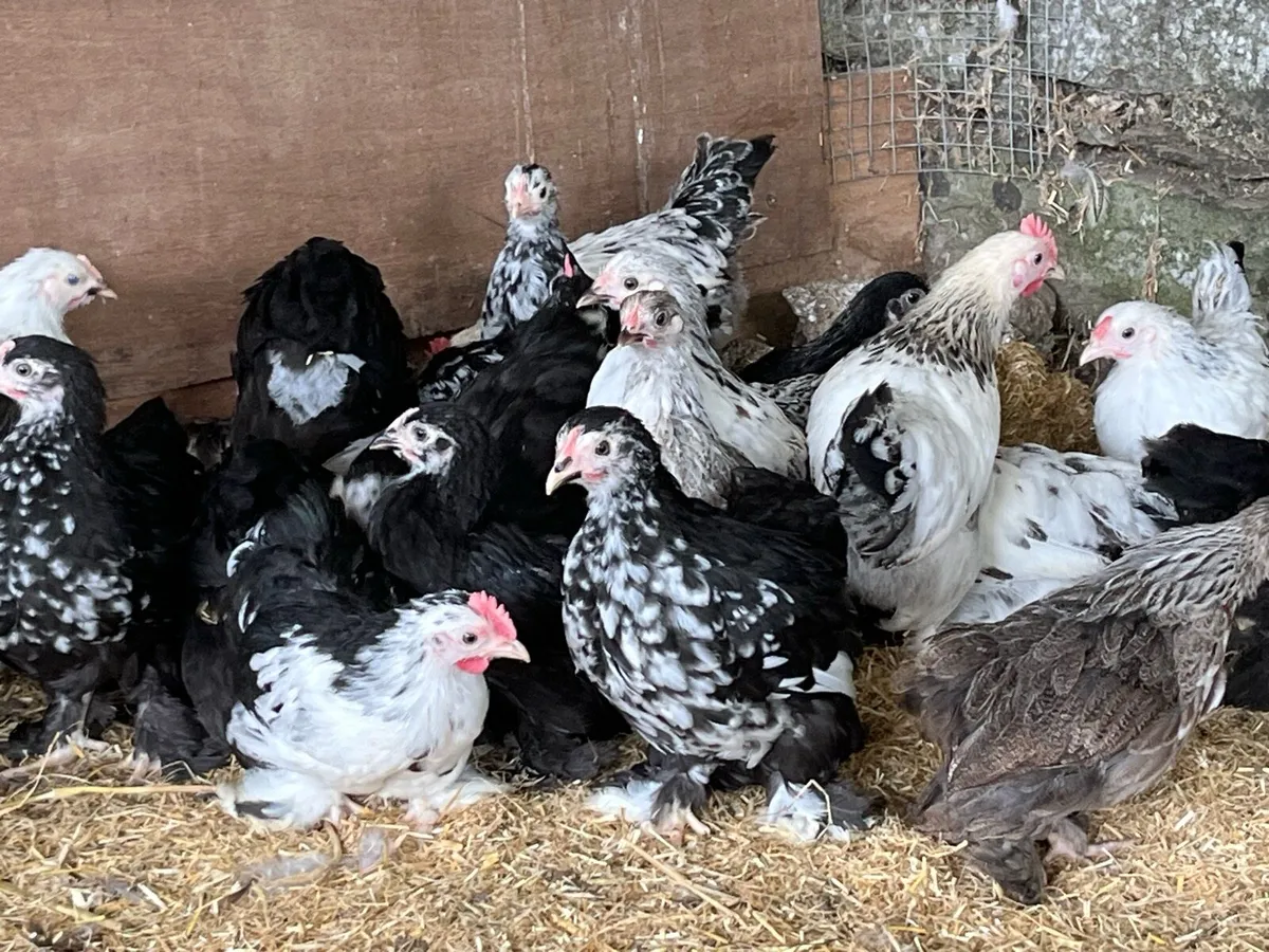 Pekin Bantams - Image 1