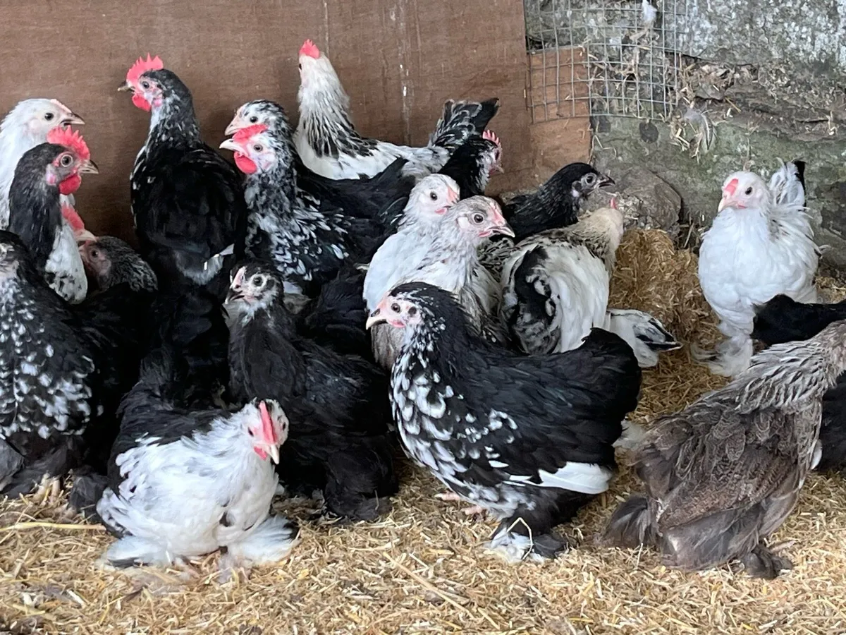 Pekin Bantams - Image 1