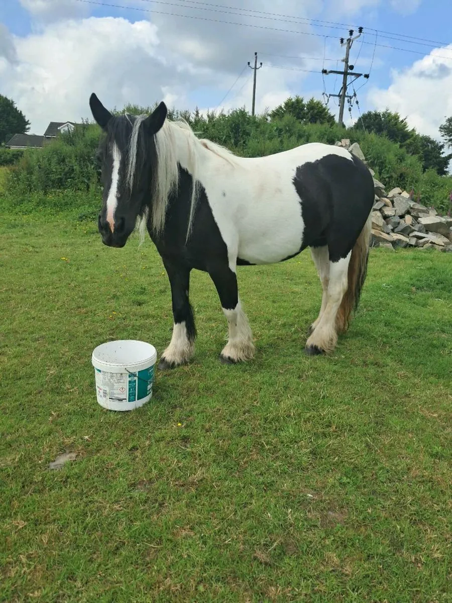 Pony - Image 1