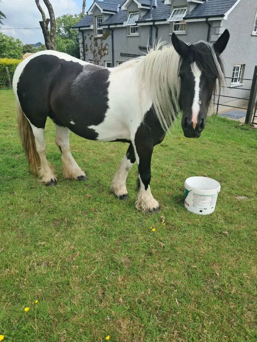 Pony - Image 2