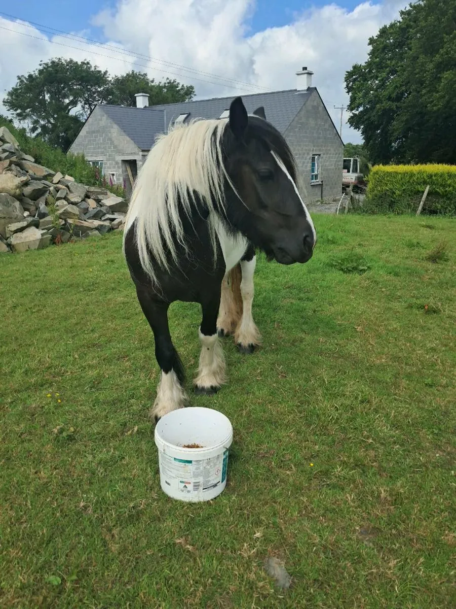 Pony - Image 3