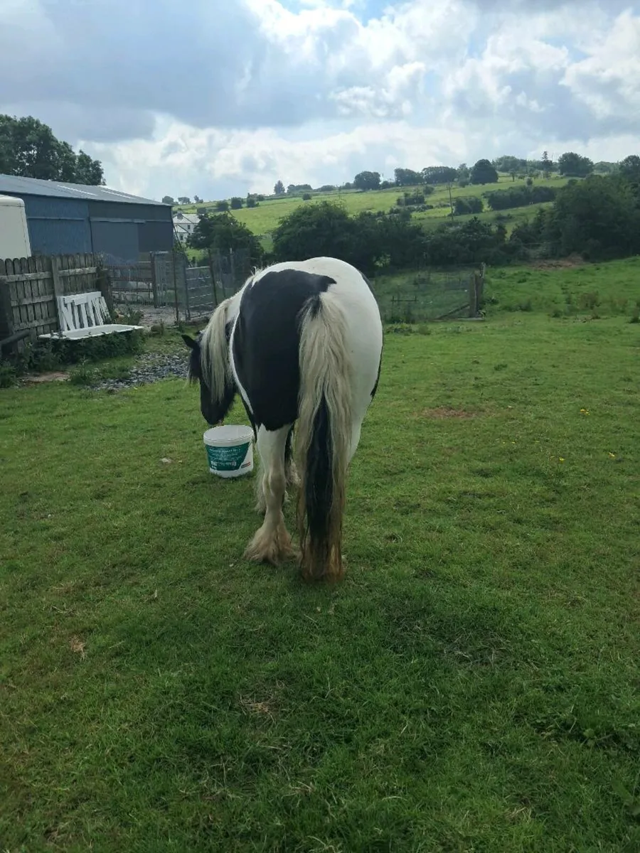 Pony - Image 4